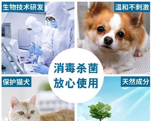 如何预防宠物猫狗细小传染（掌握细小传染途径）