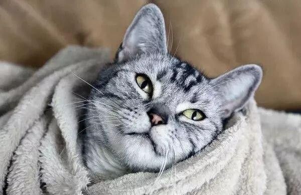猫细小和猫瘟的区别,详细讲讲猫细小的危害