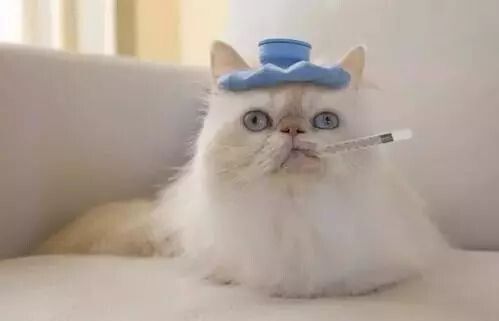 猫细小和猫瘟的区别,详细讲讲猫细小的危害