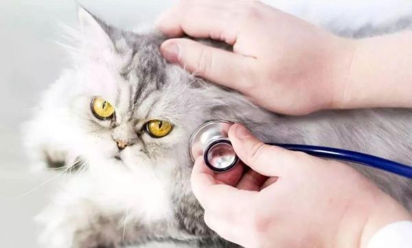 猫细小和猫瘟的区别,详细讲讲猫细小的危害