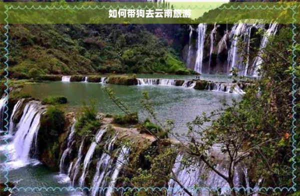 如何带狗去云南旅游
