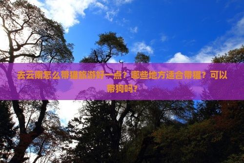去云南怎么带猫旅游好一点？哪些地方适合带猫？可以带狗吗？