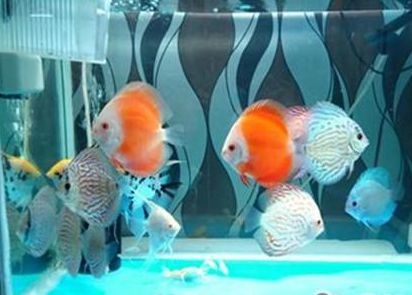 泡沫箱可以養魚嗎 能起到保溫作用