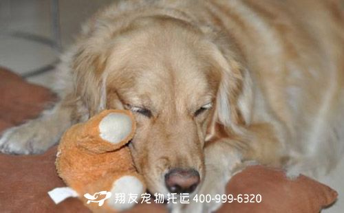 国际宠物托运