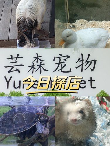 芸森宠物: 不起眼的异宠店