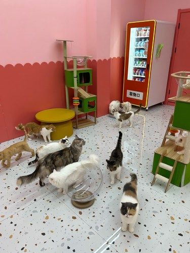 西溪天街新晋猫咪天堂！！！