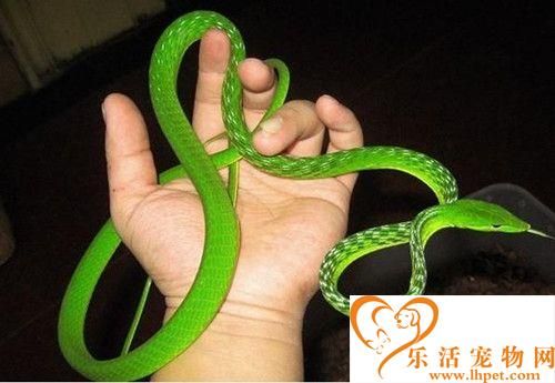 宠物蛇的食物 死的老鼠小兔子等等食物