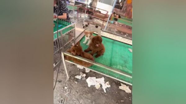 乐萌宠宠物乐园价格，让你了解宠物乐园的收费情况