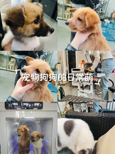 宠物美容小心得