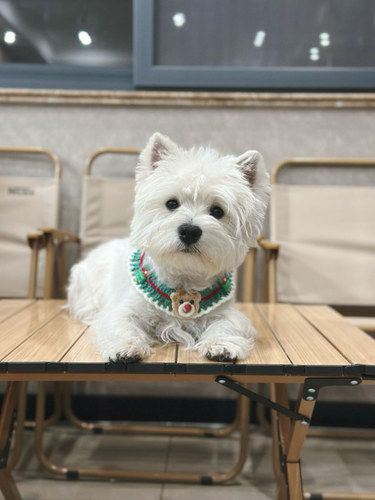 西安有这么个认真负责犬舍真很棒‼️