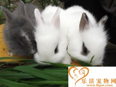 猫猫兔能长多大 属于中小型的混血儿兔兔