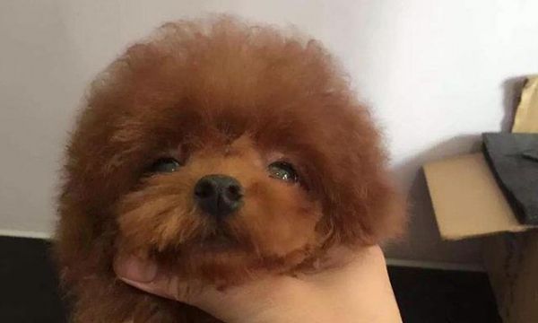 如何照顾怕热的泰迪宠物（掌握这些技巧让你的宠物舒适度倍增）