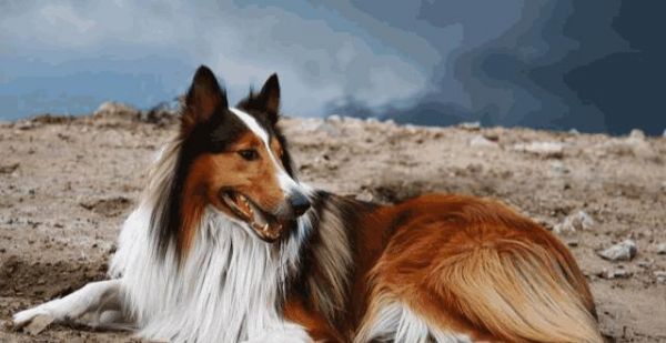 如何正确地饲养苏俄牧羊犬（了解苏俄牧羊犬的特点和需求）