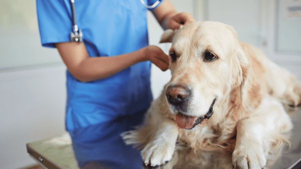 vet checking dog