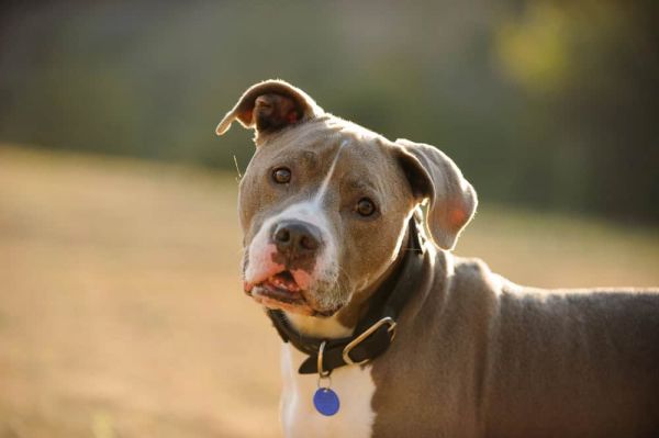 American Pit Bull Terrier dog outdoor portrait head shot