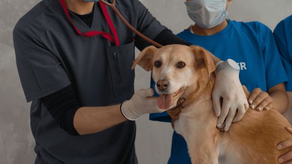 Dog at the vet