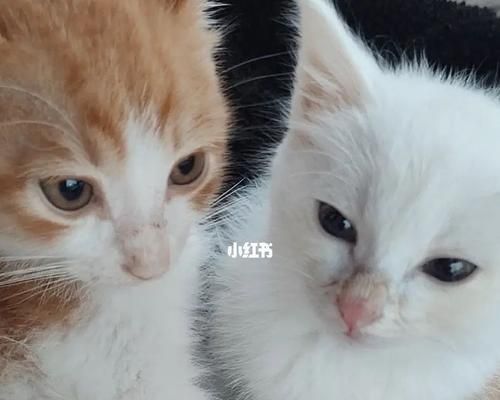 我的宠物猫突然怕我了（探究猫咪突然变得胆小的原因和应对方法）