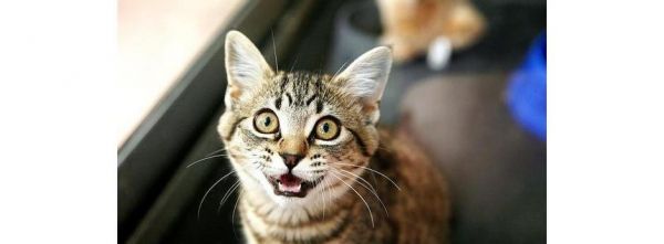 小猫为什么会在晚上叫（探究宠物猫晚上叫的原因及解决方法）