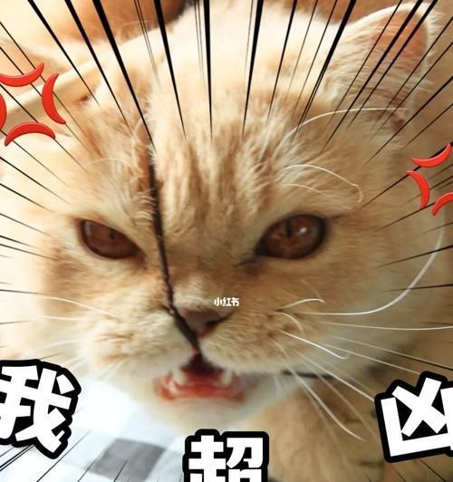 宠物猫突然变凶，如何应对（掌握正确方法）