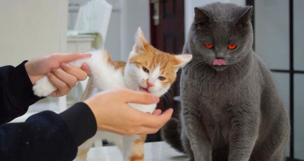 宠物猫突然变凶，如何应对（掌握正确方法）