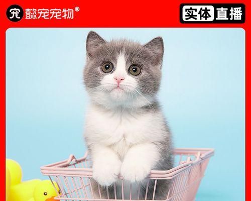 宠物猫生完小猫后病倒的原因及治疗方法（探究母猫产后疾病）