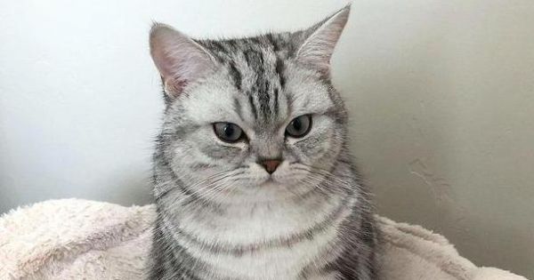 宠物猫突然变得温顺（探寻猫咪脾气变化的原因及应对方法）
