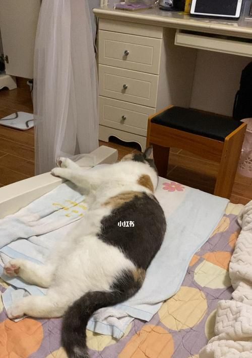 宠物猫冬天睡觉不盖被子会冻死吗（探究宠物猫冬季睡眠的需求和保暖方法）