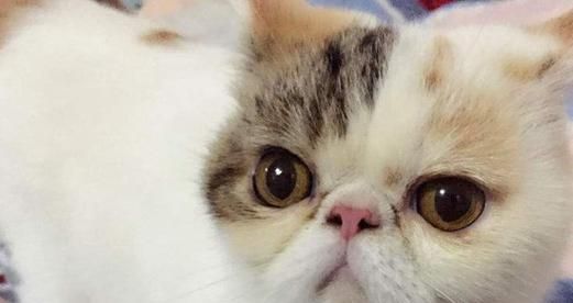 宠物猫鼻子不通气，怎么办（小猫鼻塞原因分析与治疗方法）