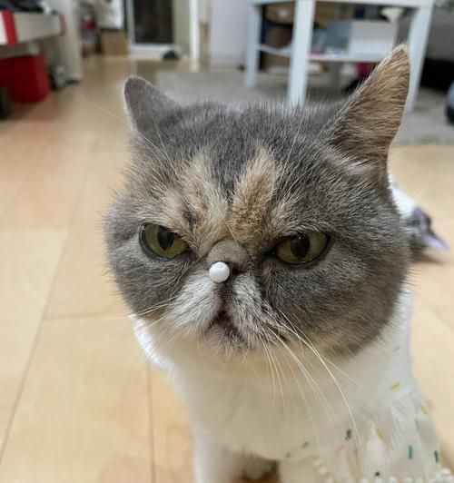 宠物猫鼻子不通气，怎么办（小猫鼻塞原因分析与治疗方法）