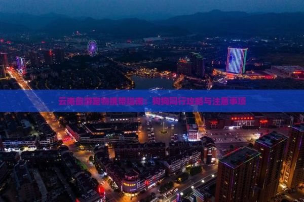 云南旅游宠物携带指南：狗狗同行攻略与注意事项