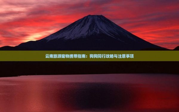云南旅游宠物携带指南：狗狗同行攻略与注意事项
