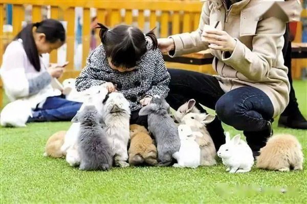萌宠指南乐园带你领略宠物的魅力与责任