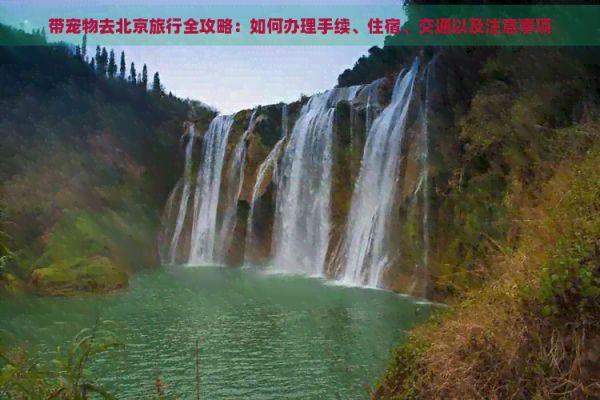 带宠物去北京旅行全攻略：如何办理手续、住宿、交通以及注意事项