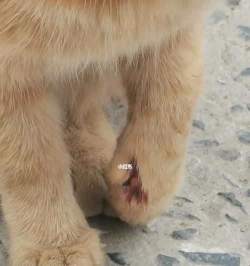 宠物小猫外伤处理方法（如何给小猫提供外伤护理）