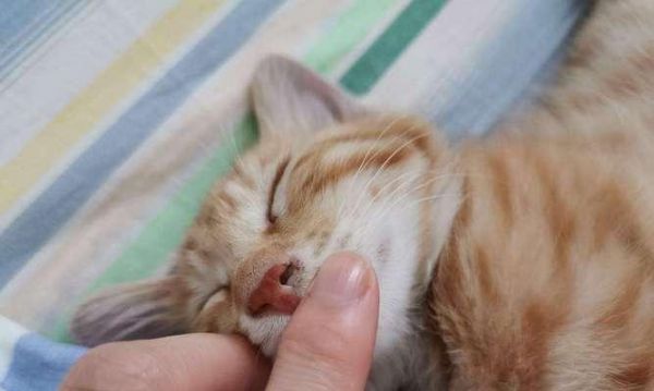 宠物小猫外伤处理方法（如何给小猫提供外伤护理）