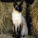 猫咪对营养的需求