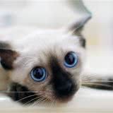 猫咪七岁后要改吃专用猫粮你知道吗