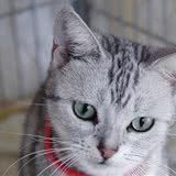 猫咪七岁以后要吃专属的猫粮