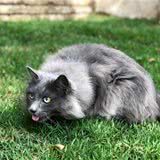 给猫咪准备什么样的食盆？