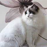 爱猫族不可不知的事