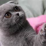 猫咪老年后最好吃专用粮
