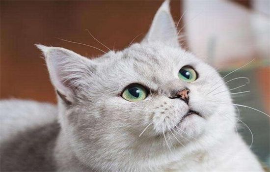 ​宠物猫能吃什么人吃的东西