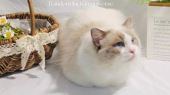 双11快到了，有什么口碑好值得买的猫粮？