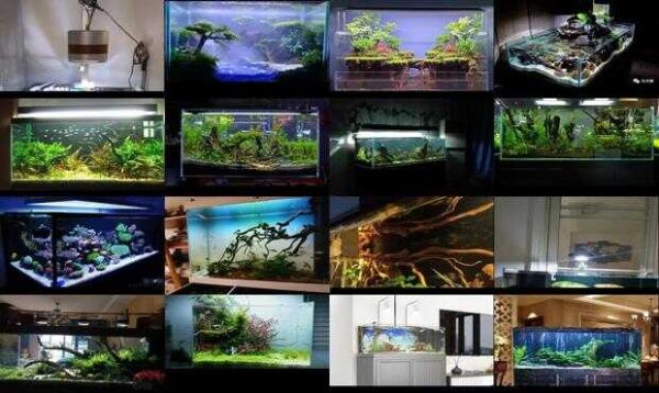 底滤水族箱造景