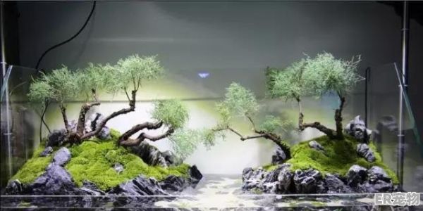 鱼缸怎么造景，观赏鱼造景