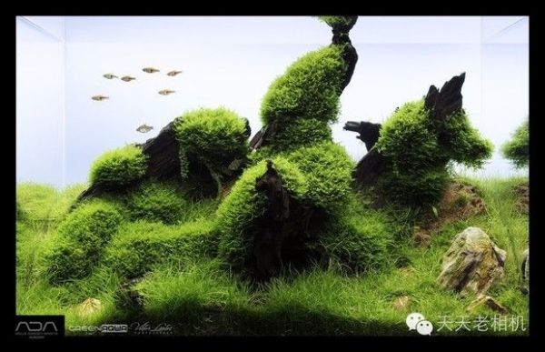 鱼缸造景图片欣赏1,3（沉木选择与处理技巧阶梯式布景案例分享） 龙鱼百科 第5张