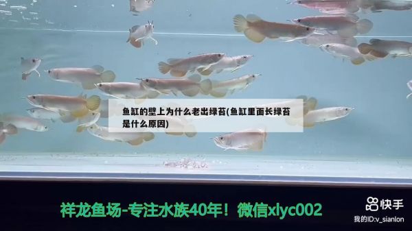 鱼缸造景石头摆放技巧视频讲解 鱼缸造景石头摆放技巧视频讲解图 观赏鱼饲料