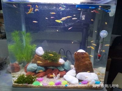 鱼缸造景石头的选择和保养技巧：何清洗鱼缸里的石头是否适合放在鱼缸里的石头类型 鱼缸百科 第1张