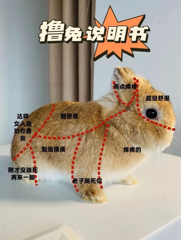 如何养好一只兔子