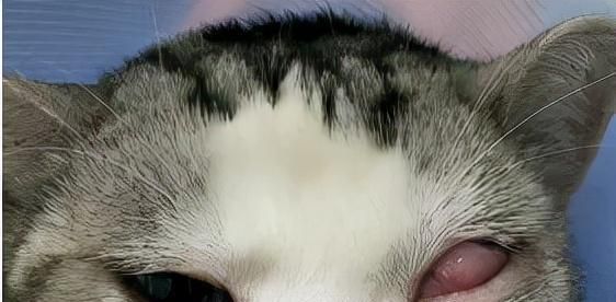 小猫身体发烫耳朵冰凉，你需要知道的宠物保健知识（宠物热量调节失衡的原因与应对方法）